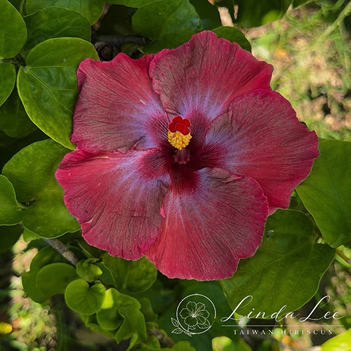 Taiwan Amberflare Blossom